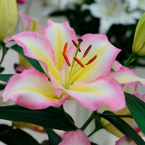 Oriental Lily - Captain Tricolore - 1 bulb