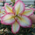Oriental Lily - Captain Tricolore - 2 bulbs