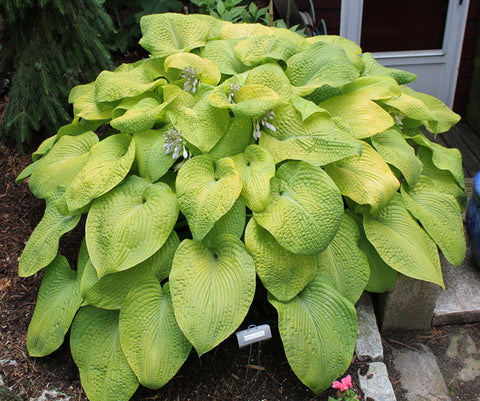 Hosta - City Lights
