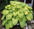 Hosta - City Lights