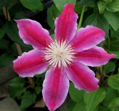 Clematis - Dr. Ruppel
