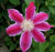 Clematis - Dr. Ruppel