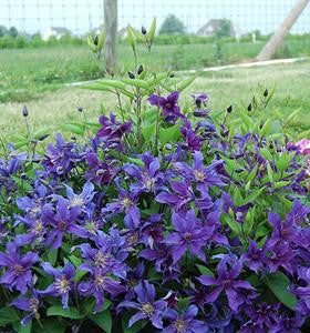 Clematis - Sapphire Indigo
