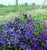 Clematis - Sapphire Indigo