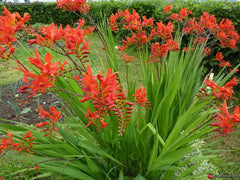 Crocosima - Lucifer - 10 bulbs