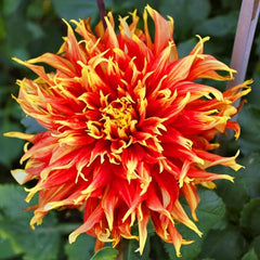 Dahlia - Cactus Dinnerplate - Show N Tell