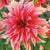 Dahlia - Labrynth - NEW