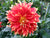 Bulk Collection - Mystery Dahlia Mixture - 5 plants