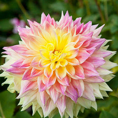 Dahlia - Advance - NEW - 1 tuber