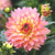 Dahlia - Gallery Pablo - NEW - 1 tuber