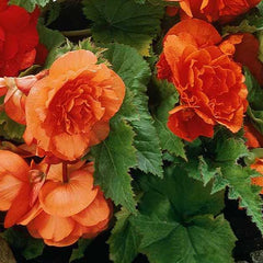 Begonia - Double Camellia Orange
