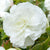 Begonia - Double Camellia White