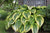 Hosta - Montana Aureomarginata