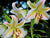 Asiatic Lily - Garden Party - 3 bulbs