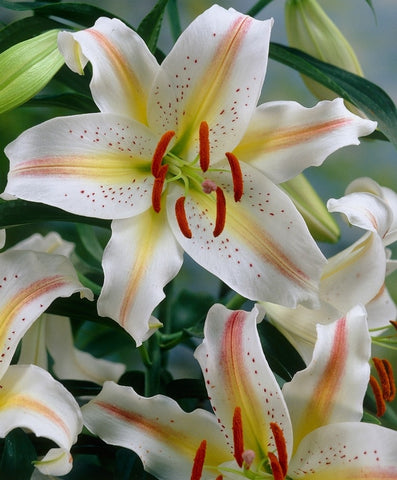 Asiatic Lily - Garden Party - 3 bulbs