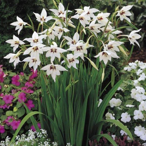 Gladiolus Acidanthera Peacock Glad -  10 bulbs