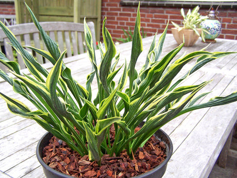 Hosta - Hands Up