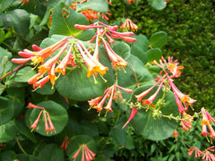 Lonicera - Dropmore Scarlet - Honeysuckle vine - NEW