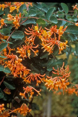Lonicera Mandarin - Honeysuckle vine