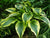 Hosta - Montana Aureomarginata