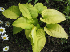 Hosta - Dancing Queen