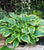 Hosta - Atlantis