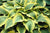 Hosta - Atlantis