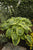 Hosta - Climax