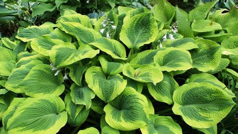 Hosta - Climax