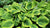 Hosta - Climax