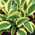 Hosta - Funny Mouse Ears