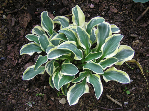 Hosta - Funny Mouse Ears