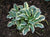 Hosta - Funny Mouse Ears