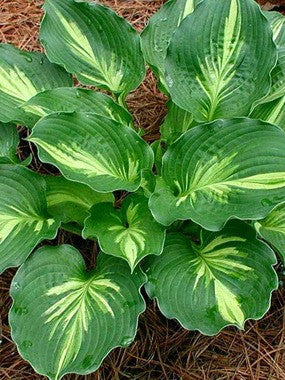 Hosta - Lakeside Paisely Print
