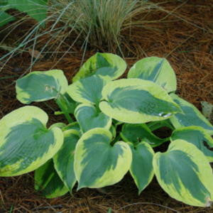 Hosta - Tootie Mae