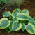 Hosta - Tootie Mae