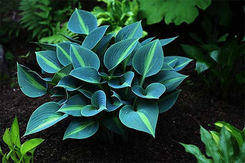 Hosta - Touch of Class