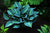 Hosta - Touch of Class