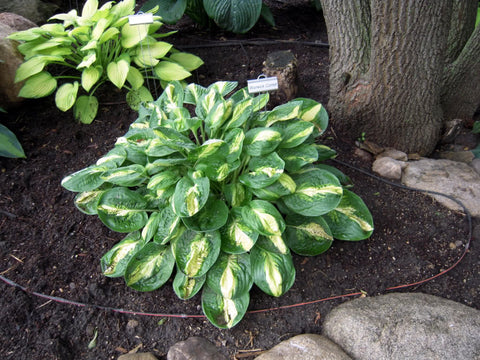Hosta - Warwick Comet