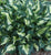 Hosta - Whirlwind