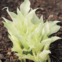 Hosta - White Feathers - NEW