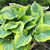 Hosta - The King