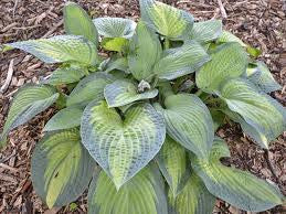 Hosta - Paul's Glory