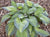 Hosta - Paul's Glory