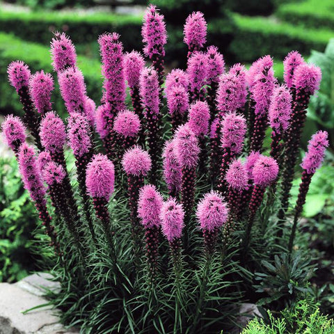 Liatris - Spicata Purple - 10 bulbs