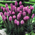 Liatris - Spicata Purple - 10 bulbs