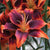 Asiatic Lily - Forever Susan - NEW - 2 bulbs