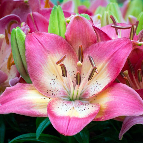 Asiatic Lily - Rozalynn - NEW - 2 bulbs