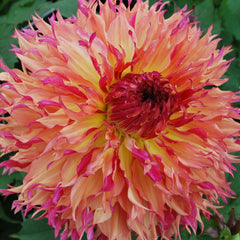 Dahlia - Myrtle's Folly - 1 tuber