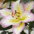 Oriental Lily - Captain Tricolore - 1 bulb